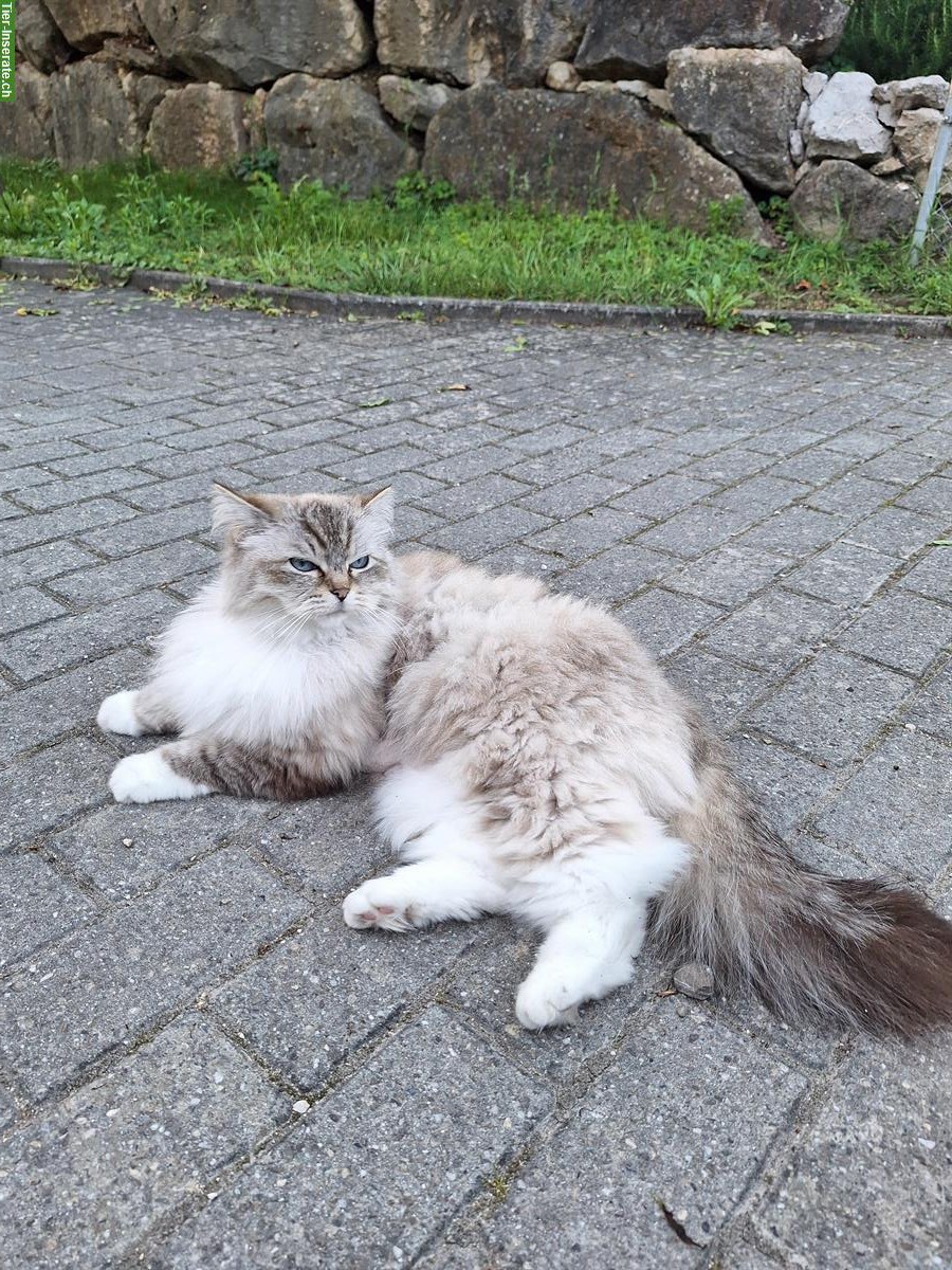 Bild 3: Ragdoll Katzen suchen liebevolles Zuhause