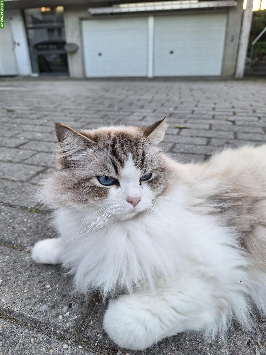Bild 4: Ragdoll Katzen suchen liebevolles Zuhause