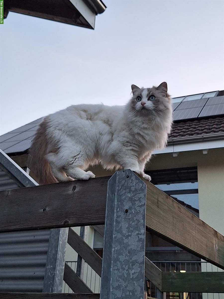 Bild 5: Ragdoll Katzen suchen liebevolles Zuhause