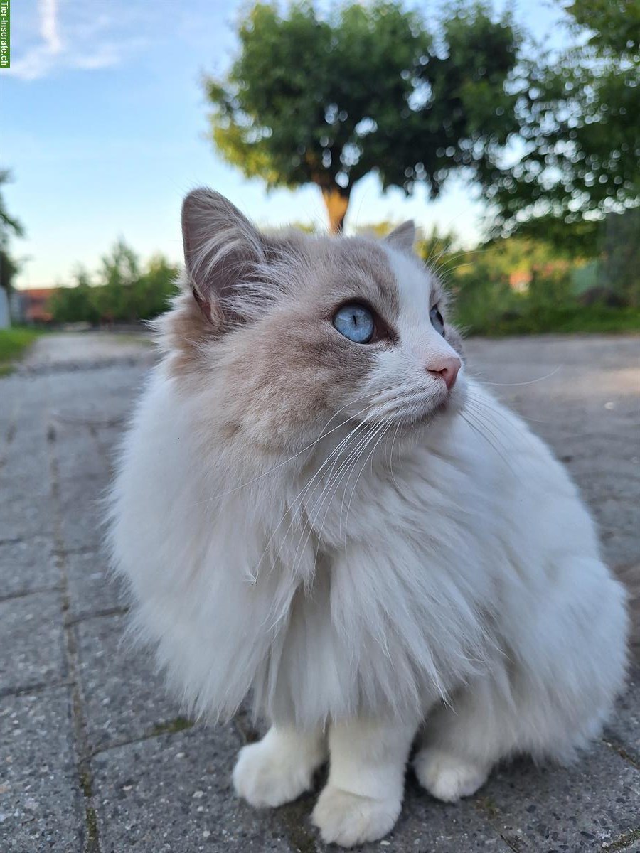 Bild 6: Ragdoll Katzen suchen liebevolles Zuhause