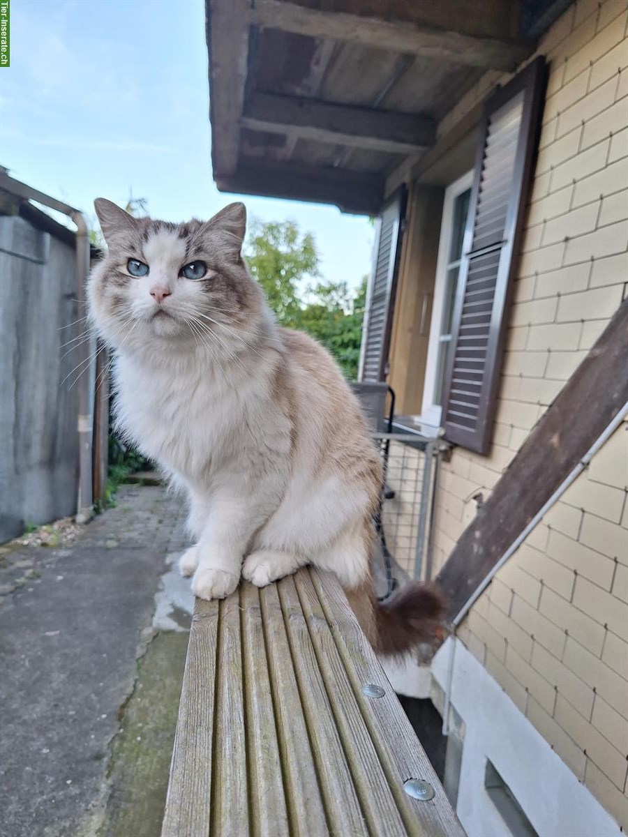 Bild 7: Ragdoll Katzen suchen liebevolles Zuhause