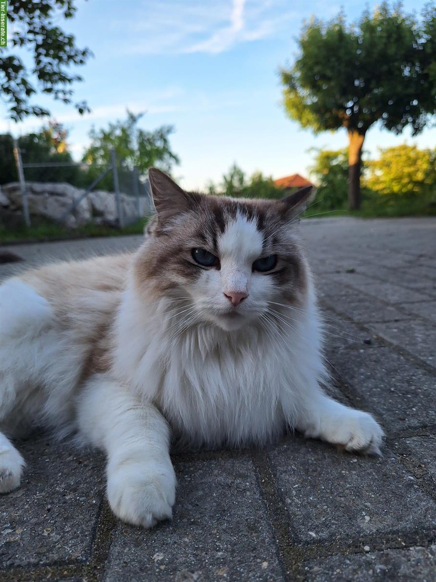 Bild 8: Ragdoll Katzen suchen liebevolles Zuhause