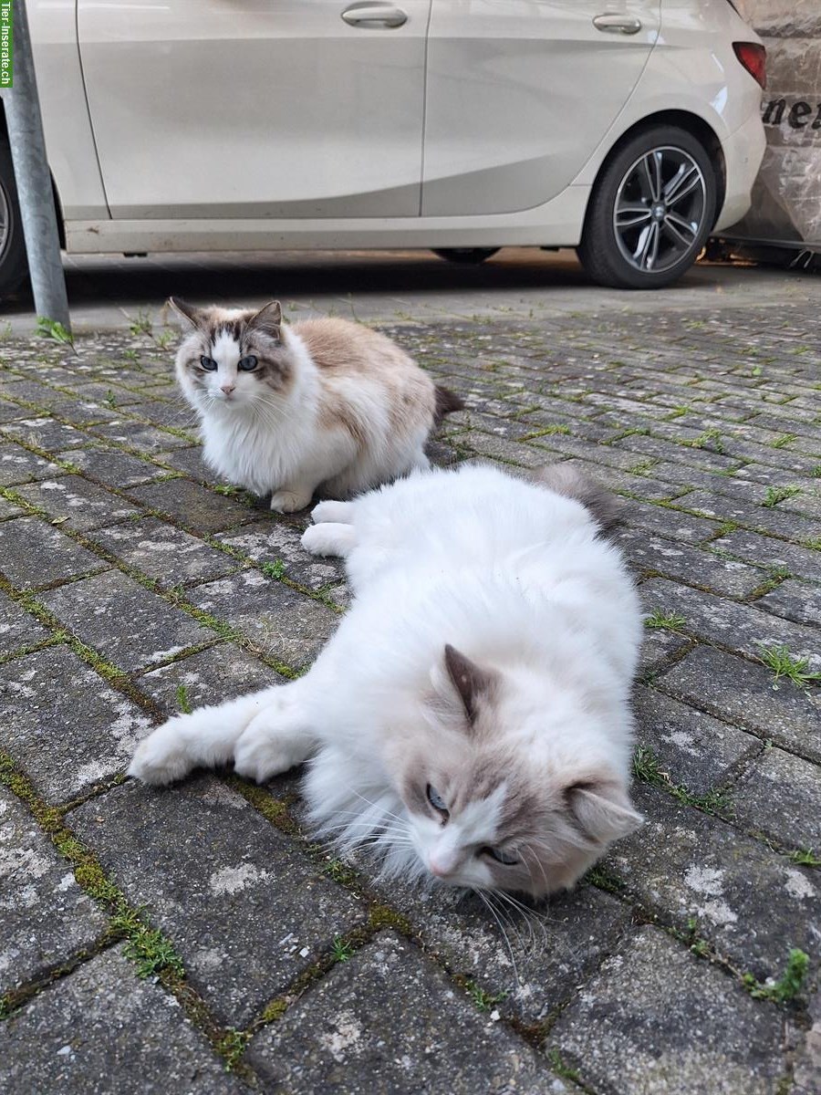 Bild 9: Ragdoll Katzen suchen liebevolles Zuhause