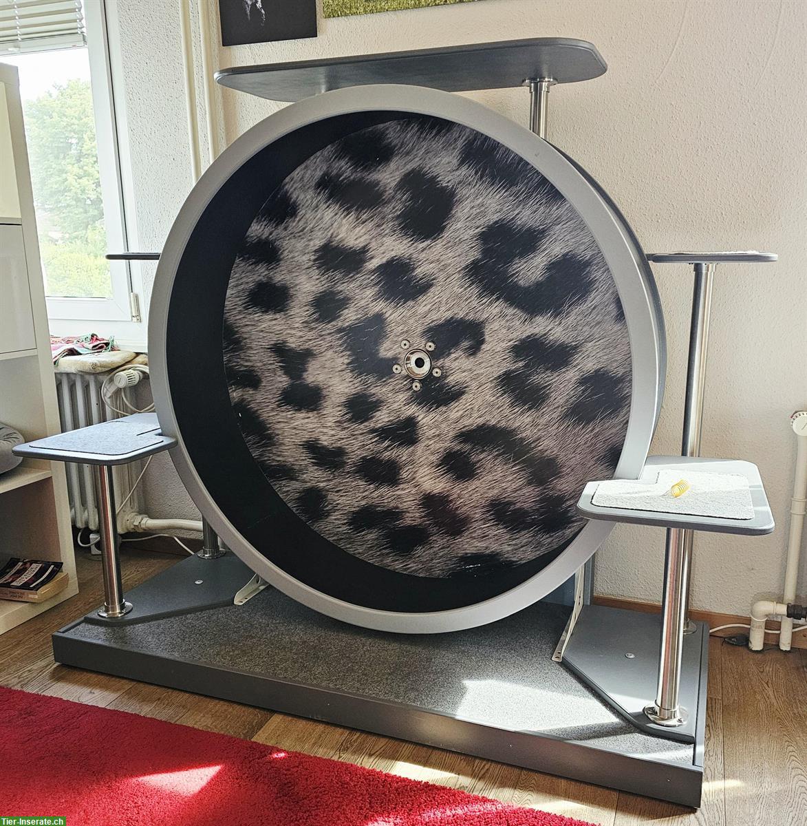 Bild 2: Katzenlaufrad CATSPEED zu verkaufen