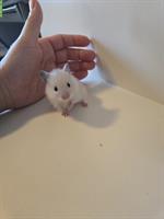 2 junge Teddyhamster Weibchen zu verkaufen