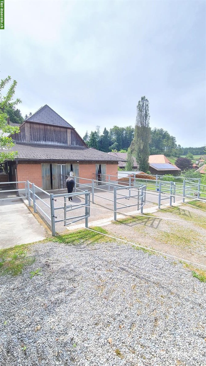 Grosszügige Auslaufboxe in kleinem Privatstall in Dentenberg BE