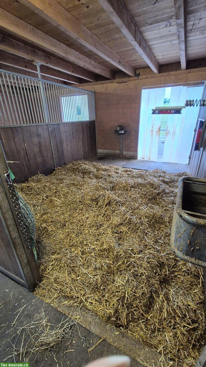 Bild 3: Grosszügige Auslaufboxe in kleinem Privatstall in Dentenberg BE