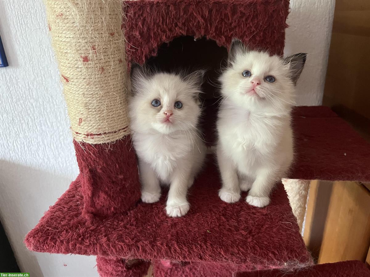 Heilige Birma x Ragdoll Kitten suchen ein Lebensplatz