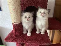 Heilige Birma x Ragdoll Kitten suchen ein Lebensplatz