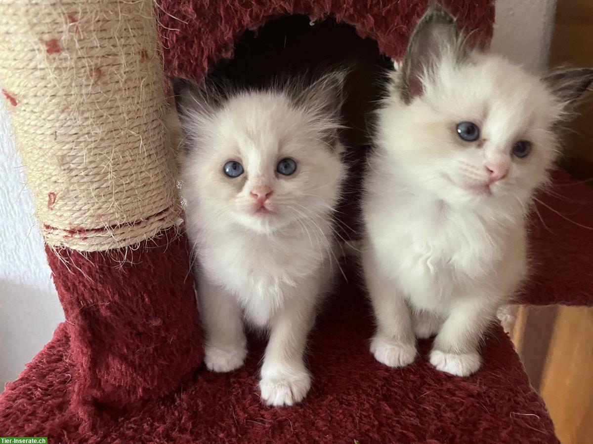 Bild 2: Heilige Birma x Ragdoll Kitten suchen ein Lebensplatz