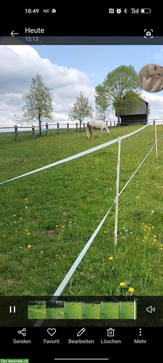 Bild 3: Bieten Platz für 3 Pferde, Neuenkirch LU