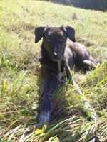 Liebevolle Hundebetreuung gesucht für Ronja – Dezember bis April