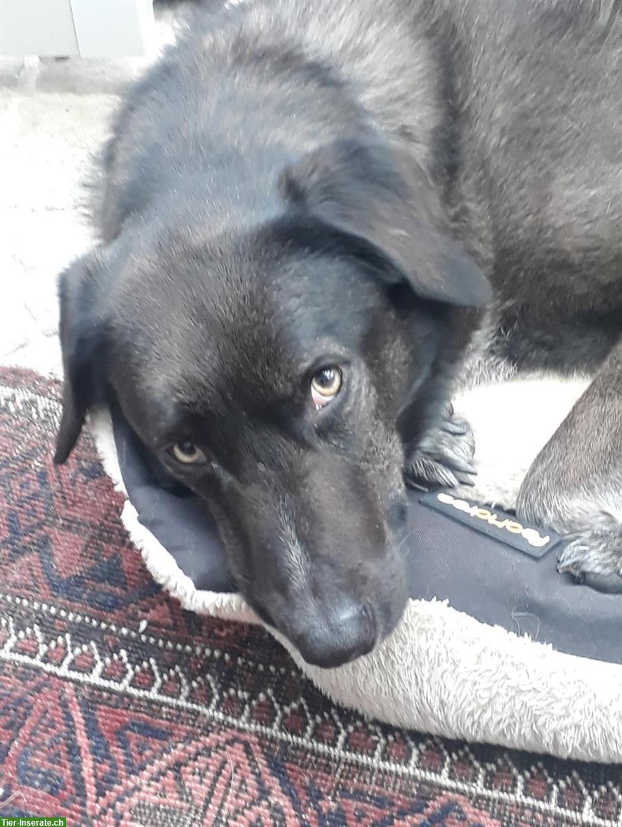 Bild 2: Liebevolle Hundebetreuung gesucht für Ronja – Dezember bis April
