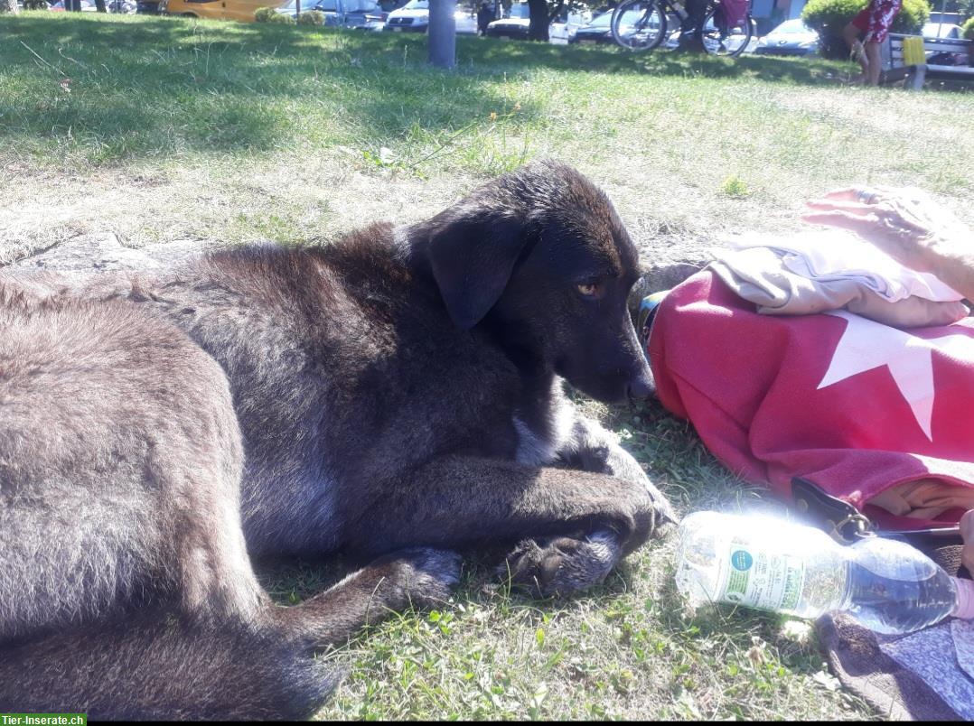 Bild 3: Liebevolle Hundebetreuung gesucht für Ronja – Dezember bis April