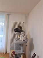 2 Herzenskatzen Balu & Leo suchen neues Zuhause
