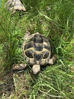Schildkröten suchen neues Zuhause
