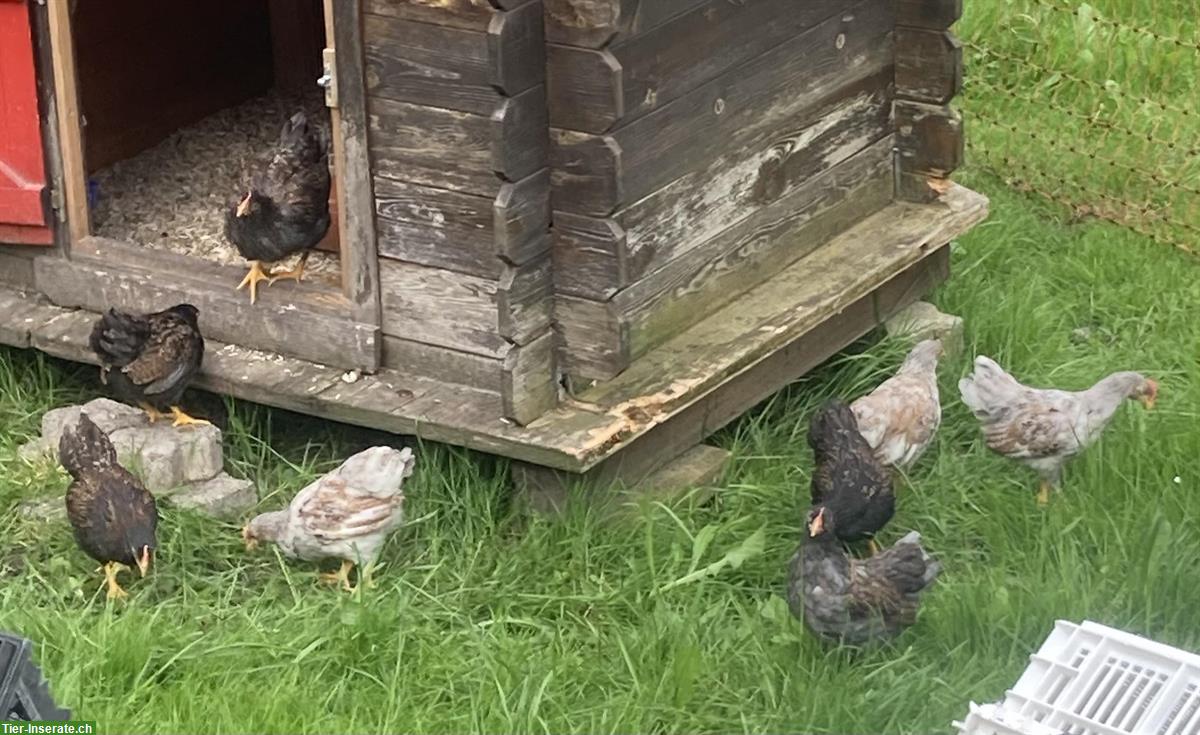 Bild 2: Wunderschöne Junghähne abzugeben