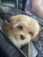 Junger Maltipoo Welpe, männlich, Farbe creme
