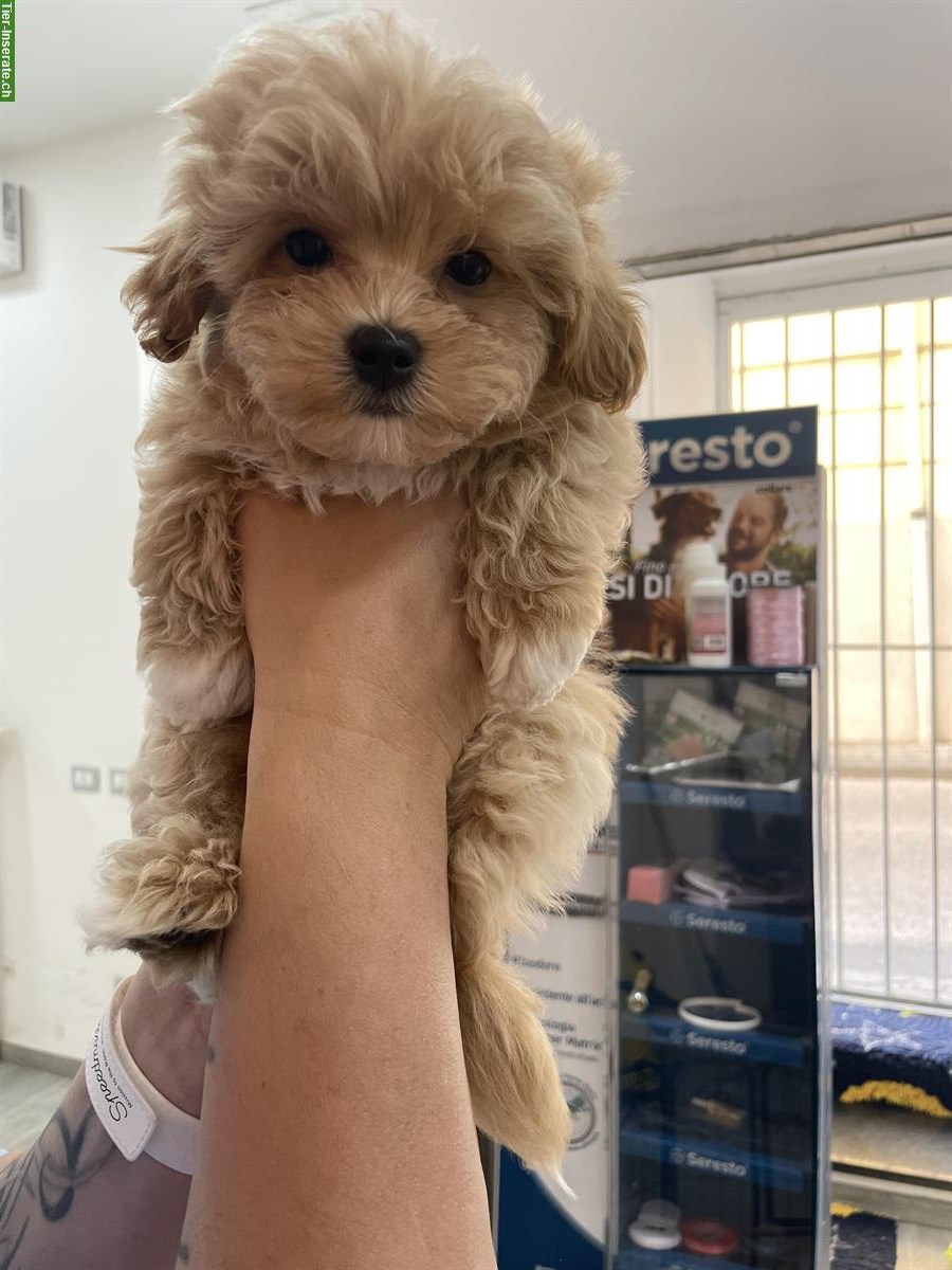Bild 2: Junger Maltipoo Welpe, männlich, Farbe creme