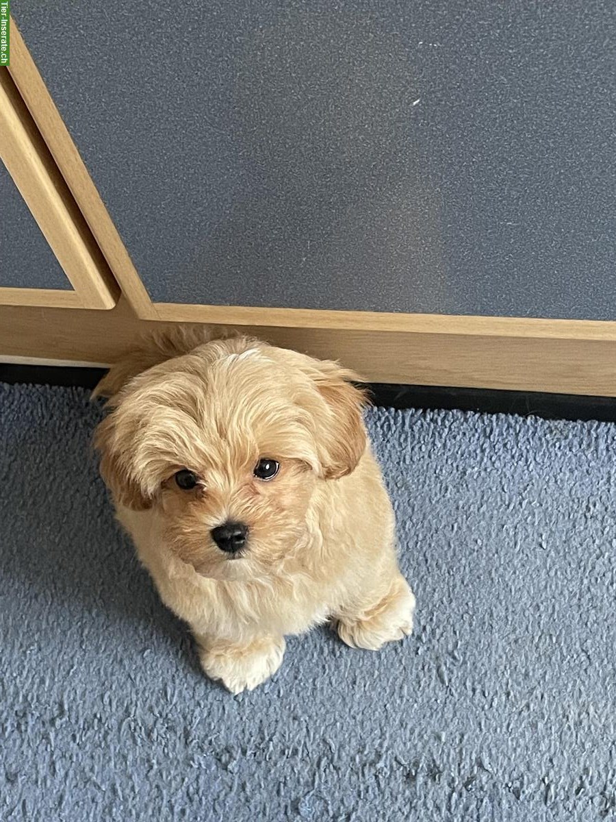 Bild 3: Junger Maltipoo Welpe, männlich, Farbe creme