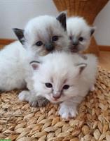 3 Heilige Birma Kitten Katze abholbereit