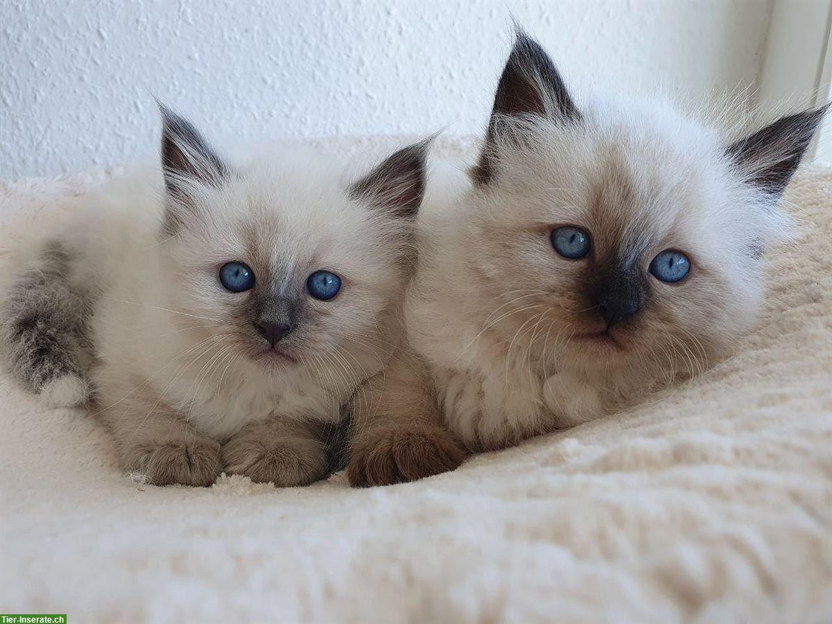 Bild 2: 3 Heilige Birma Kitten Katze abholbereit