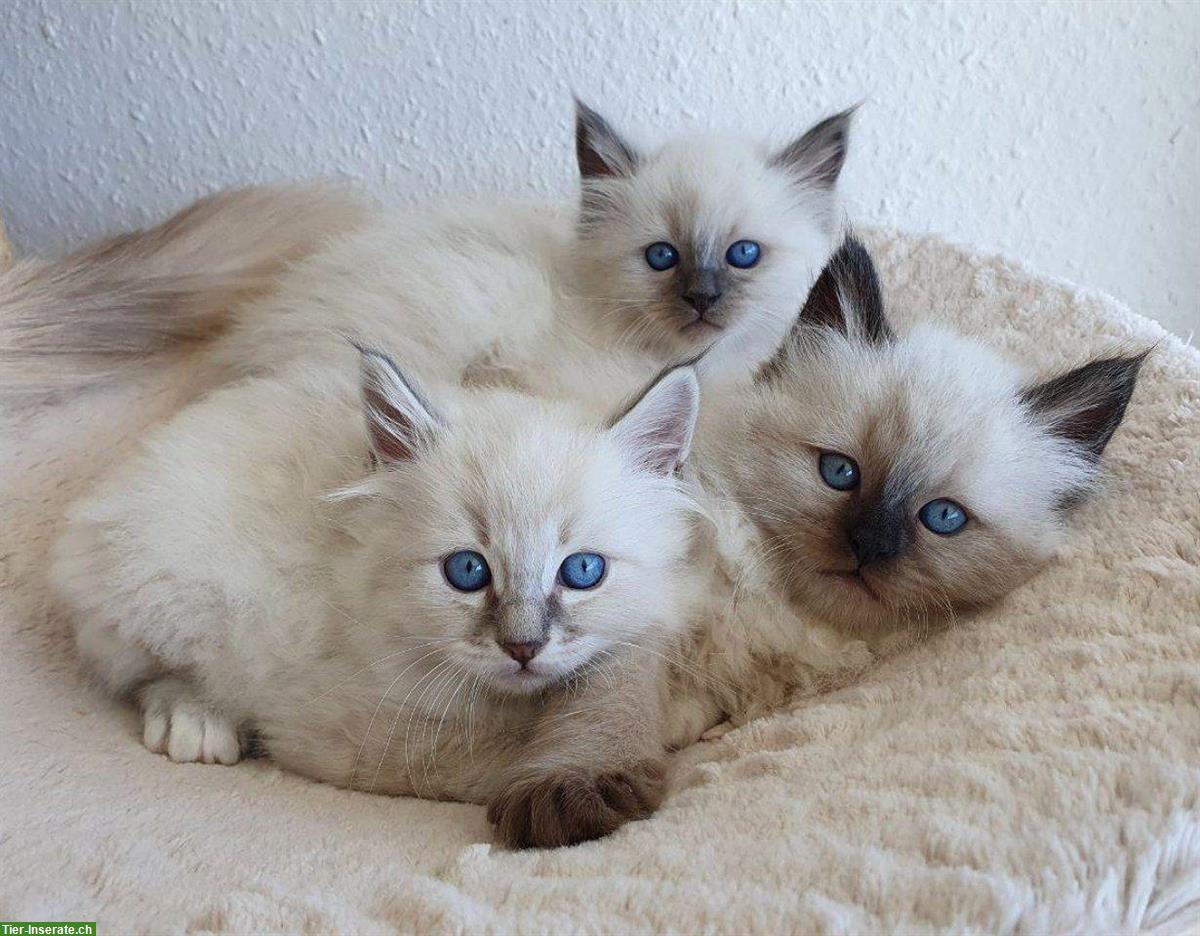 Bild 3: 3 Heilige Birma Kitten Katze abholbereit
