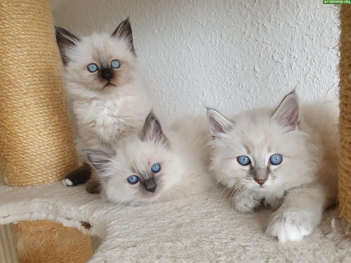 Bild 4: 3 Heilige Birma Kitten Katze abholbereit