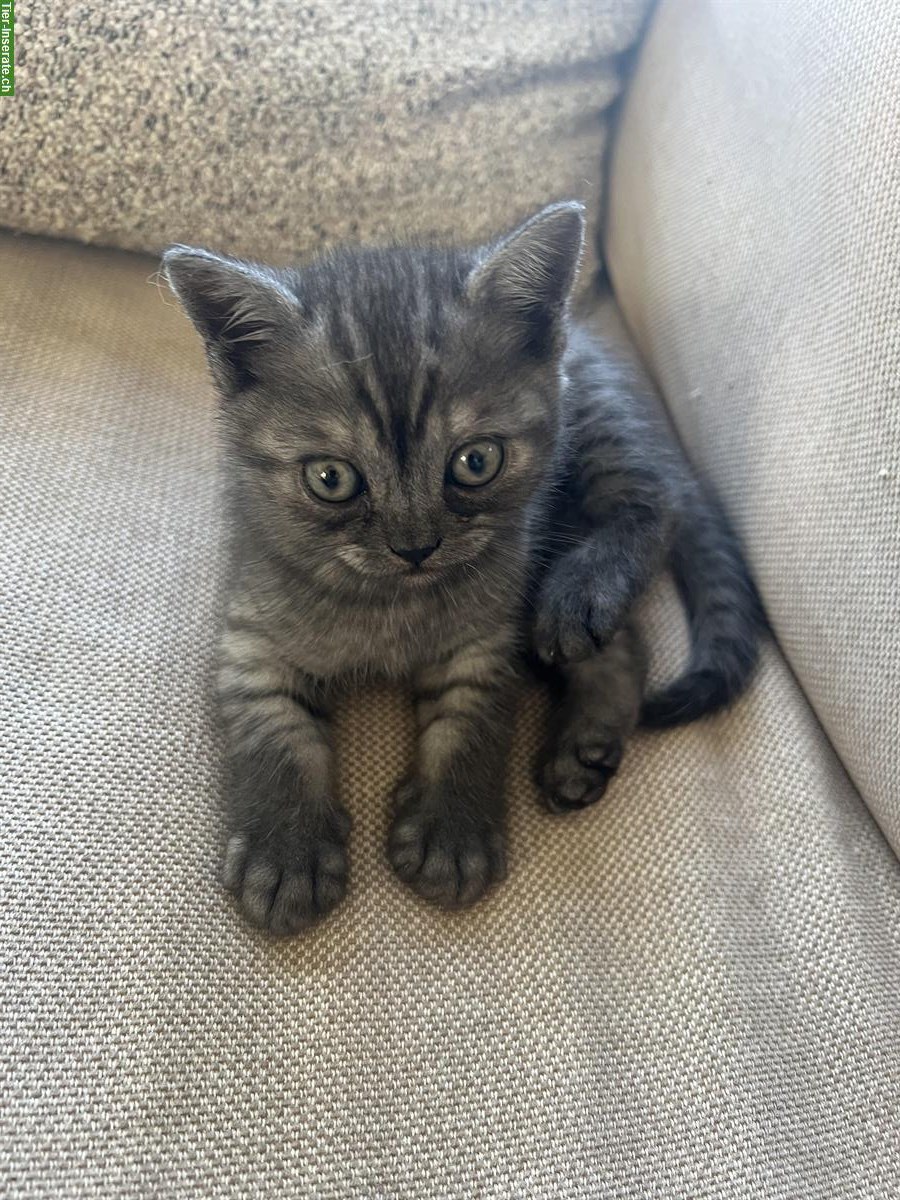 British Shorthair Kätzchen sucht ein Zuhause