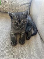 British Shorthair Kätzchen sucht ein Zuhause