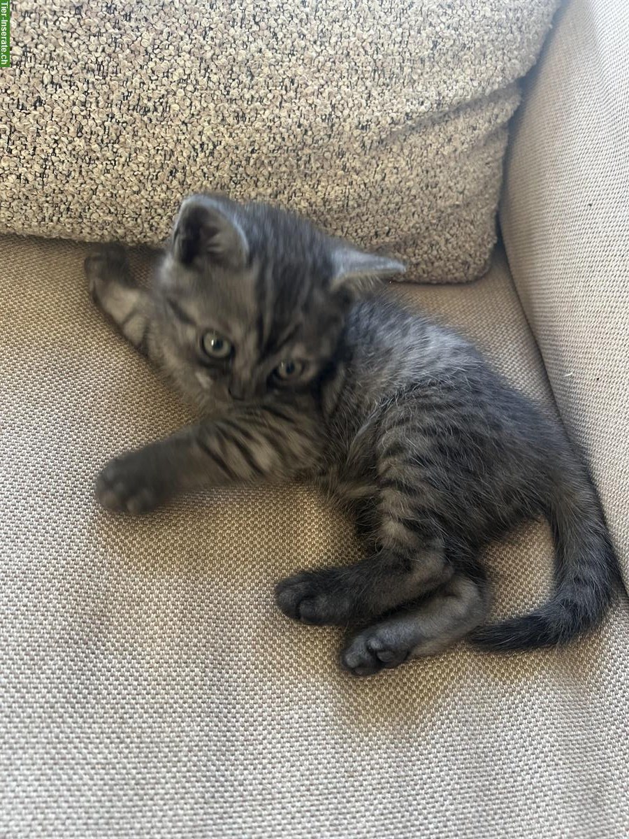 Bild 2: British Shorthair Kätzchen sucht ein Zuhause