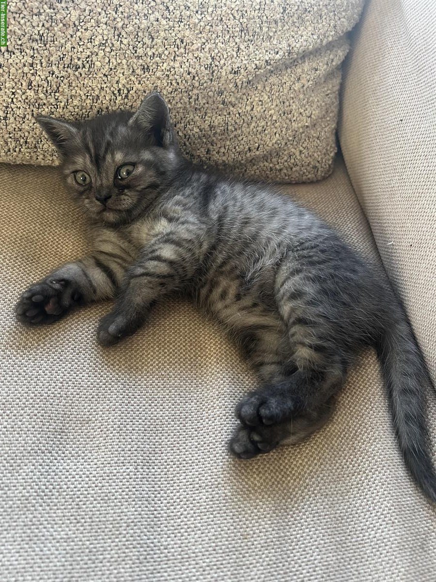 Bild 3: British Shorthair Kätzchen sucht ein Zuhause