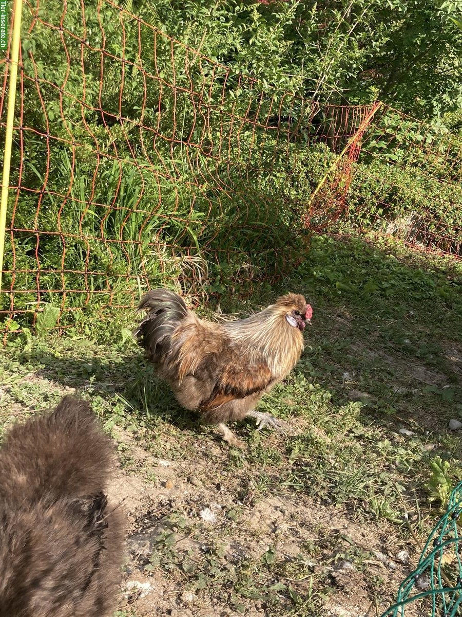 Seidenhuhn Junghahn GRATIS abzugeben