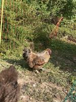 Seidenhuhn Junghahn GRATIS abzugeben