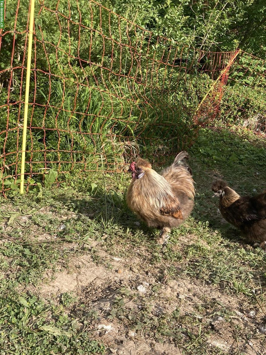 Bild 2: Seidenhuhn Junghahn GRATIS abzugeben