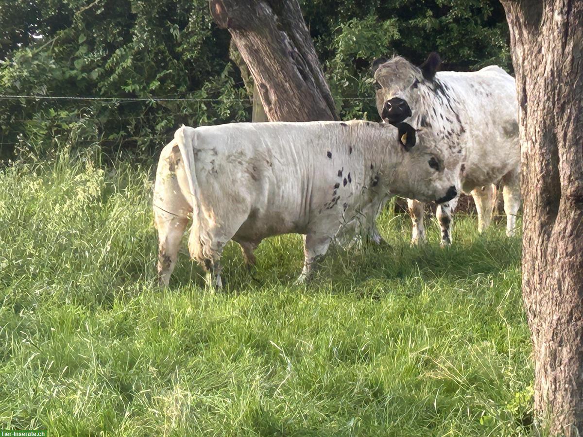 Galloway Stier zu verkaufen