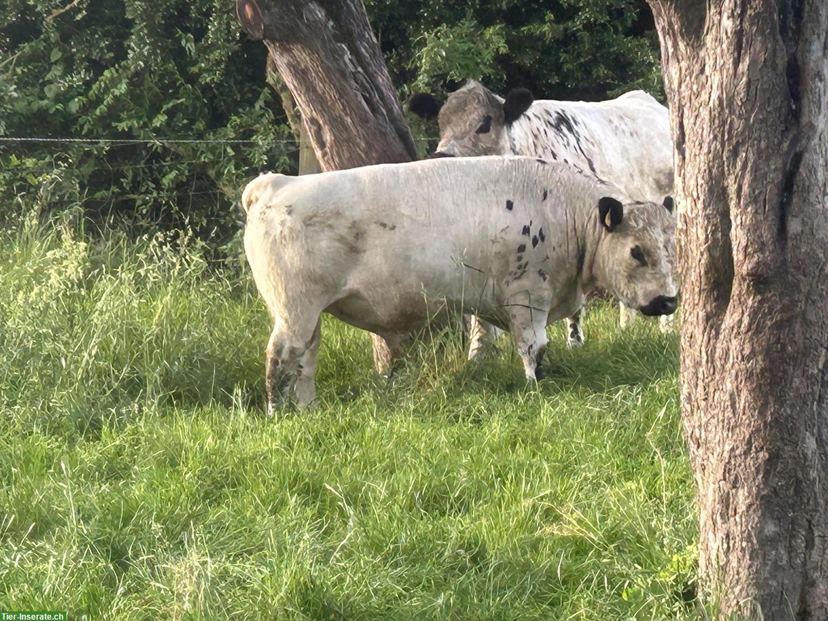 Bild 2: Galloway Stier zu verkaufen