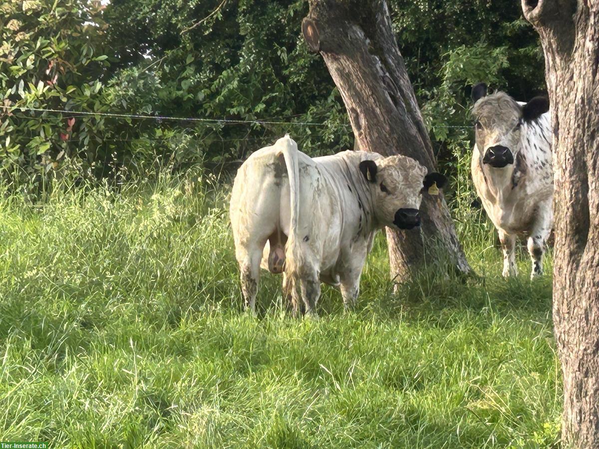 Bild 3: Galloway Stier zu verkaufen