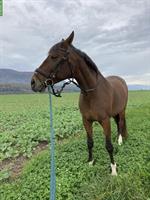 Spazier-/Pflegebeteiligung für CH Warmblut Stute, Oberbipp BE