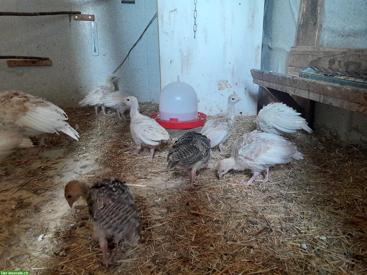 Mischling Truten Küken von Biobetrieb
