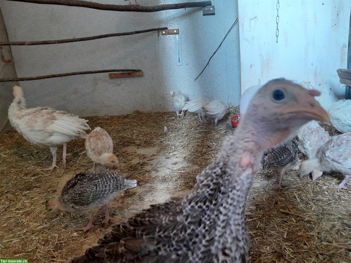 Bild 2: Mischling Truten Küken von Biobetrieb
