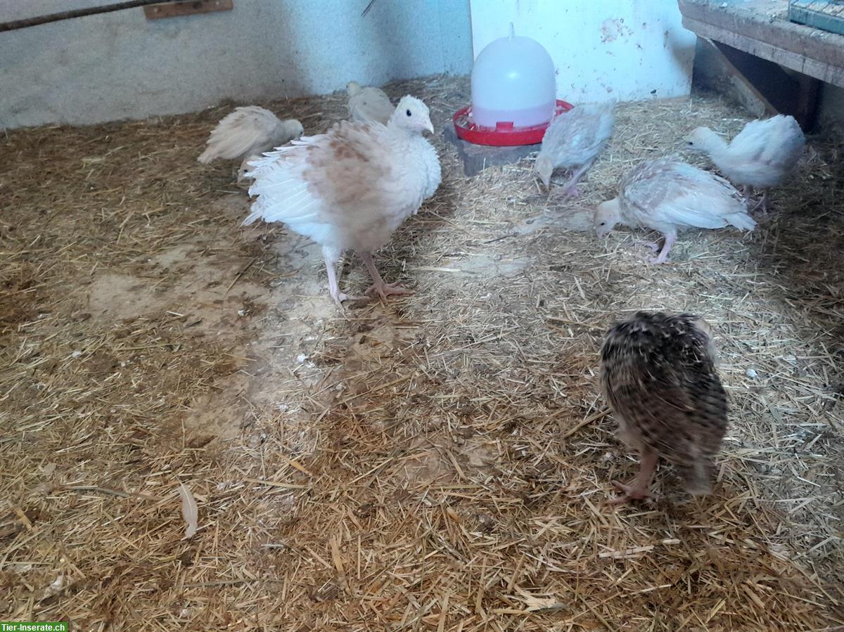 Bild 3: Mischling Truten Küken von Biobetrieb