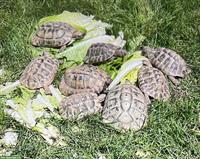 Griechische Landschildkröten abzugeben