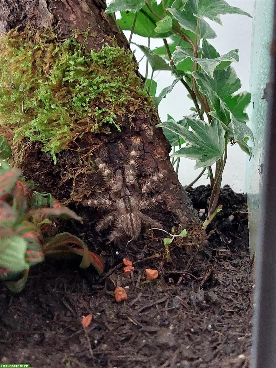 0.0.x Poecilotheria striata Vogelspinnen abzugeben