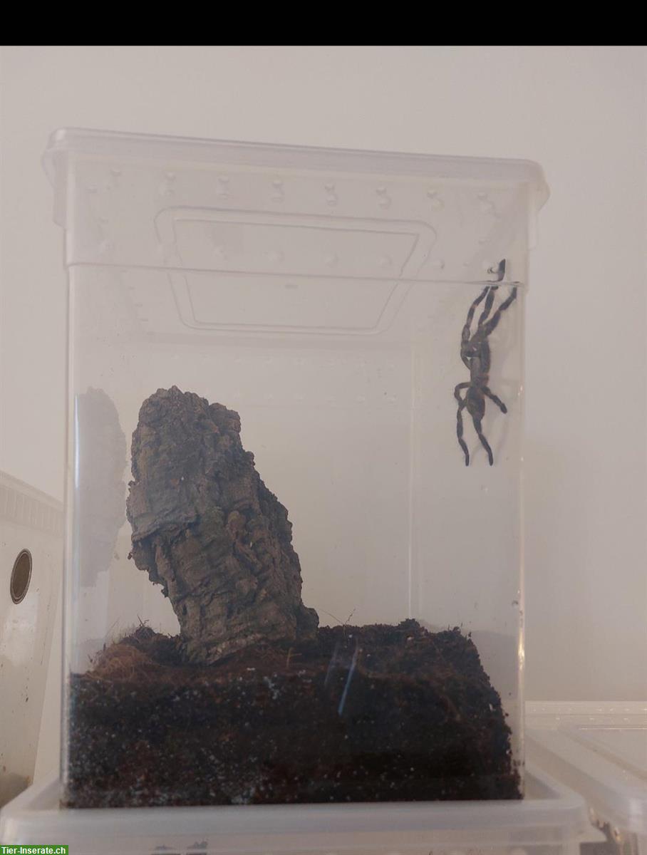 Bild 2: 0.0.7 Poecilotheria regalis Vogelspinnen abzugeben