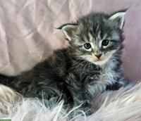 Wunderschöne Maine Coon Kitten, reinrassig