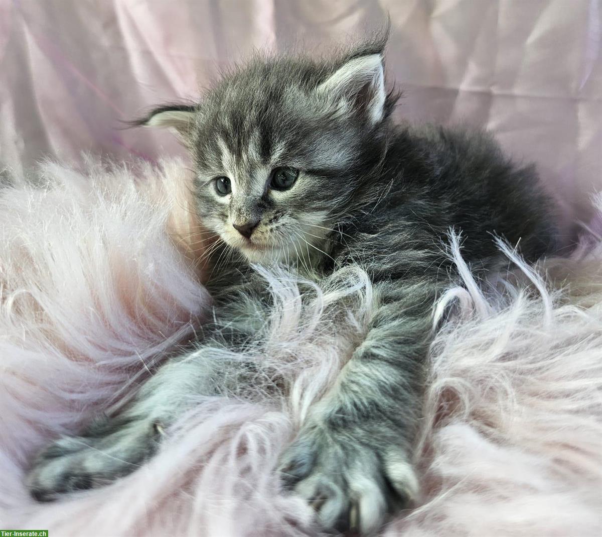 Bild 2: Wunderschöne Maine Coon Kitten, reinrassig