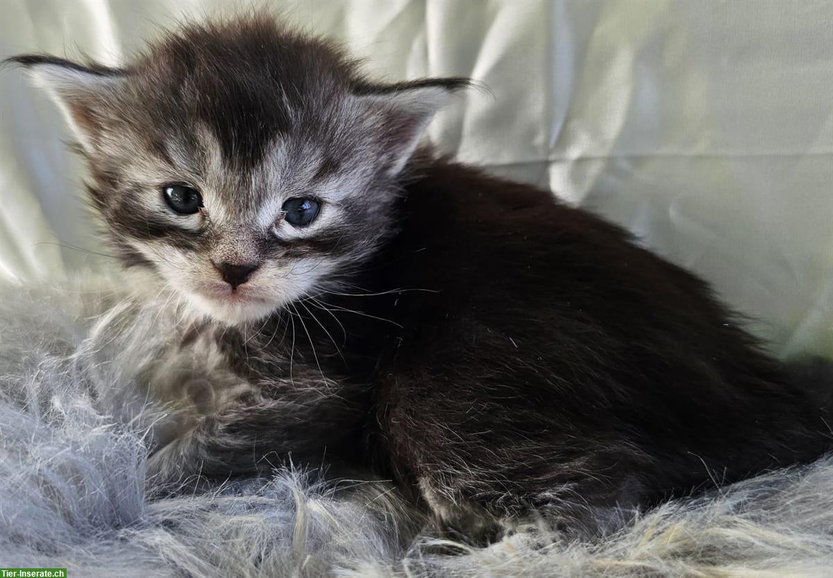 Bild 3: Wunderschöne Maine Coon Kitten, reinrassig