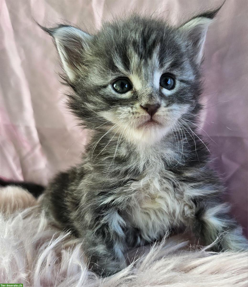 Bild 4: Wunderschöne Maine Coon Kitten, reinrassig