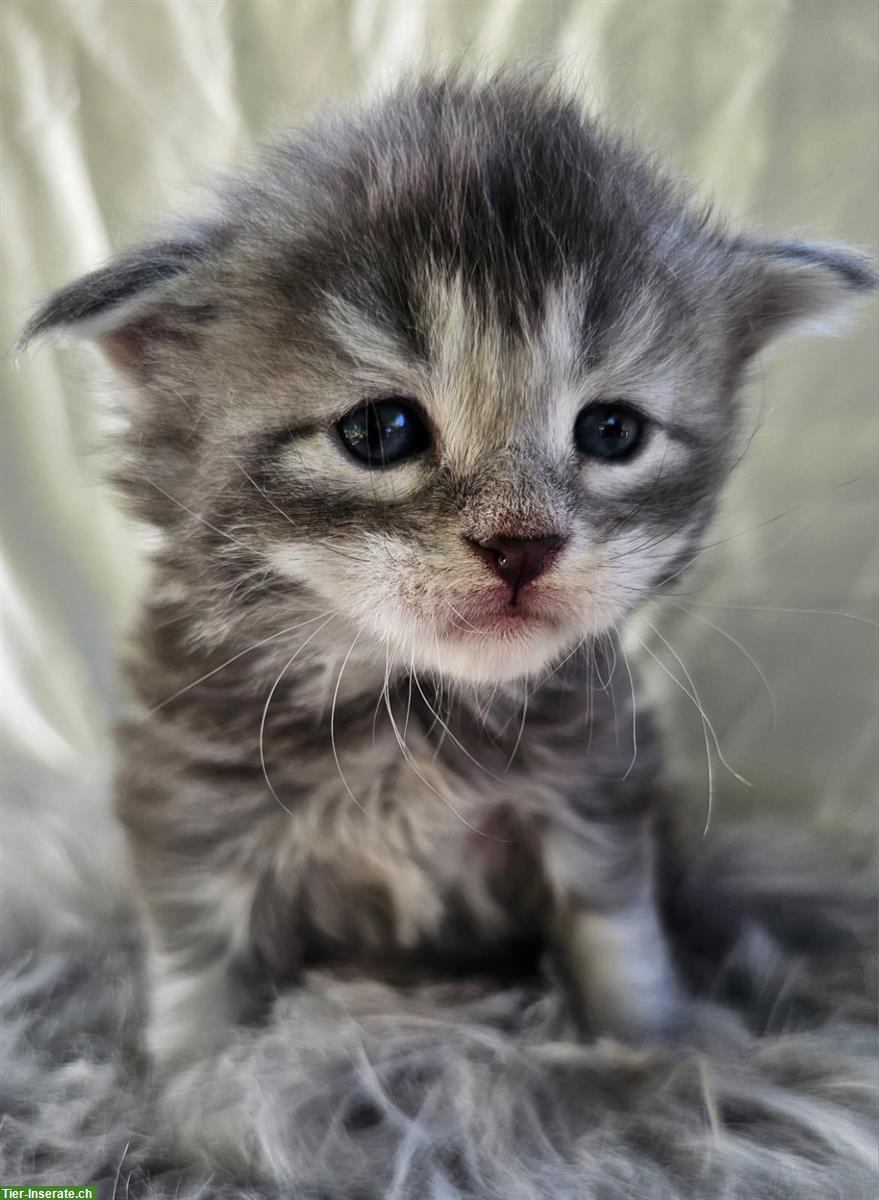 Bild 5: Wunderschöne Maine Coon Kitten, reinrassig